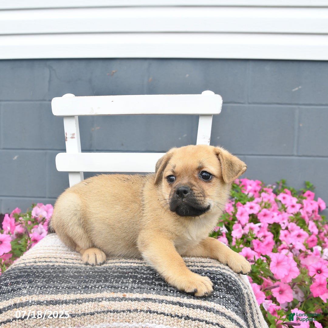 Pug dogs for sale: Paddy - Image 5