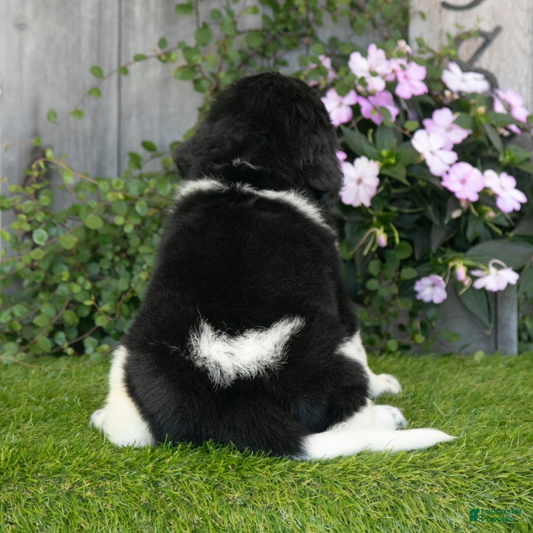 Newfoundland dogs for sale: Trixie - Image 3