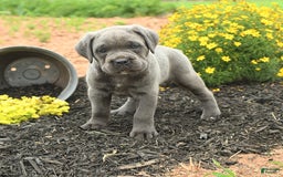 Cane Corso dogs for sale: Iris - Image 10