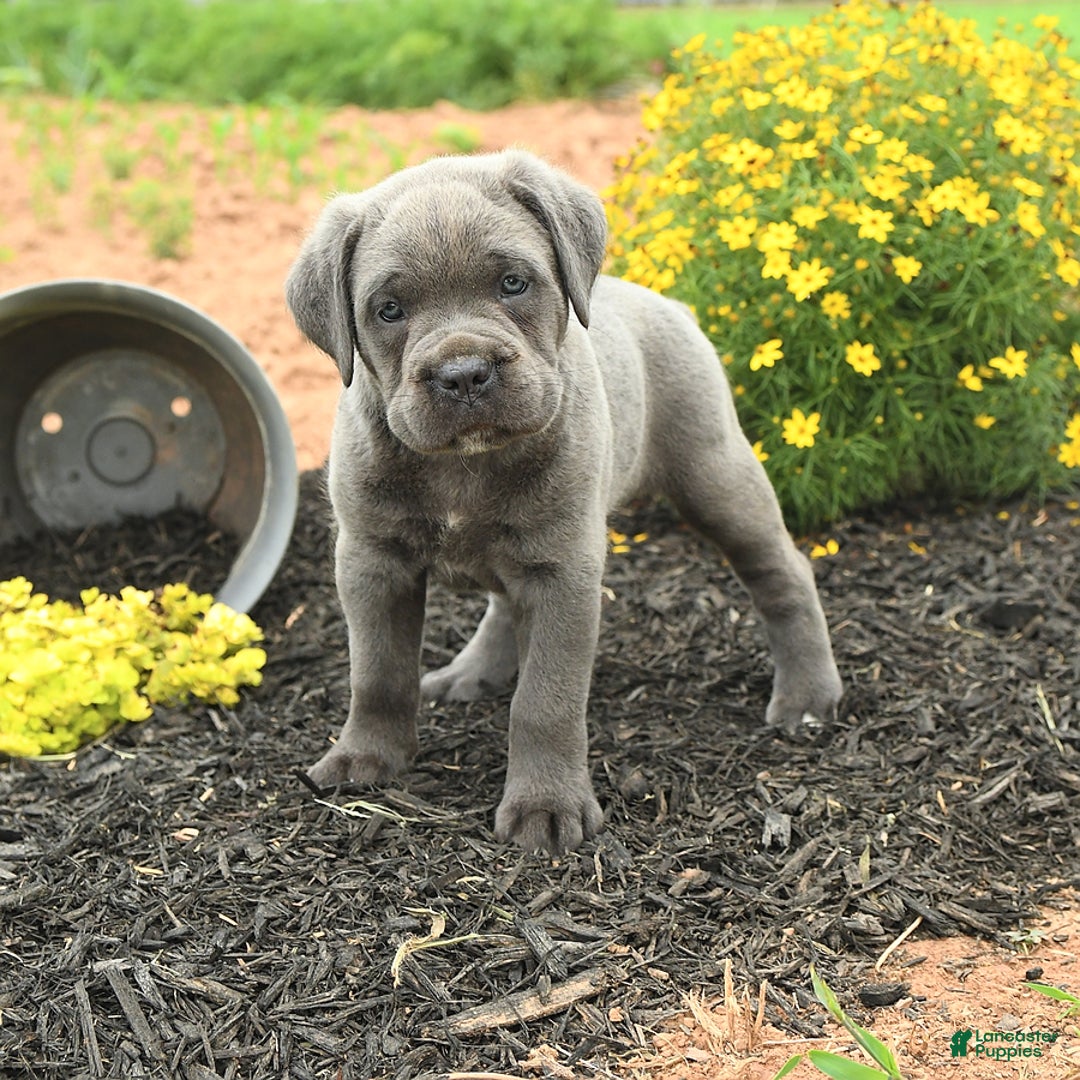 Cane Corso dogs for sale: Iris - Image 10