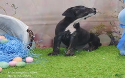 Catahoula Leopard Dog dogs for sale: Juliet 2025 M4 Catahoula Puppy - Image 1