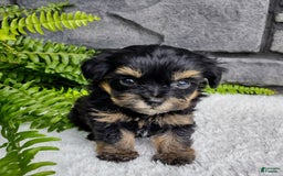 Havapoo dogs for sale: Bella - Image 3