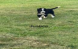 Bernedoodle dogs for sale: Justice 77956 - Image 2