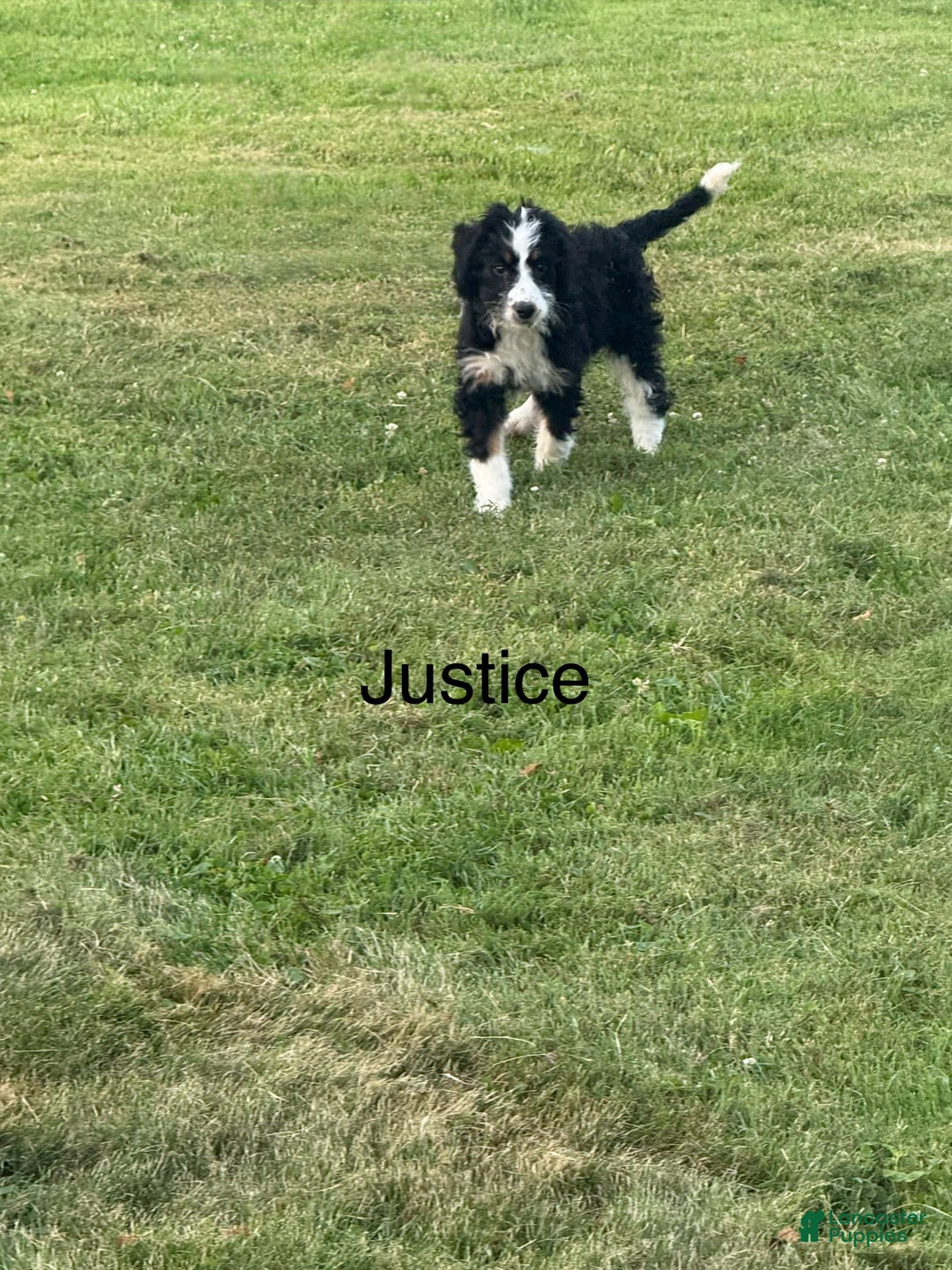 Bernedoodle dogs for sale: Justice 77956 - Image 2