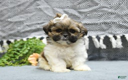 Shih Tzu dogs for sale: Laurel - Image 2