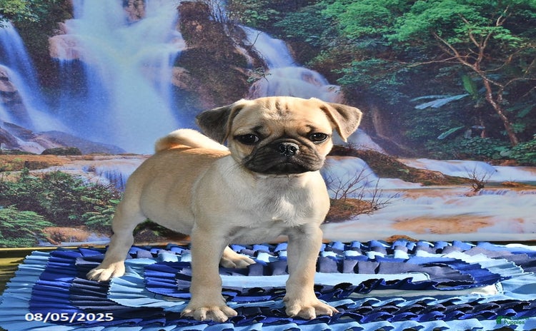 Pug dogs for sale - Ad 2