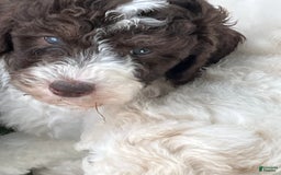 Standard Poodle dogs for sale: Piglet - Image 2