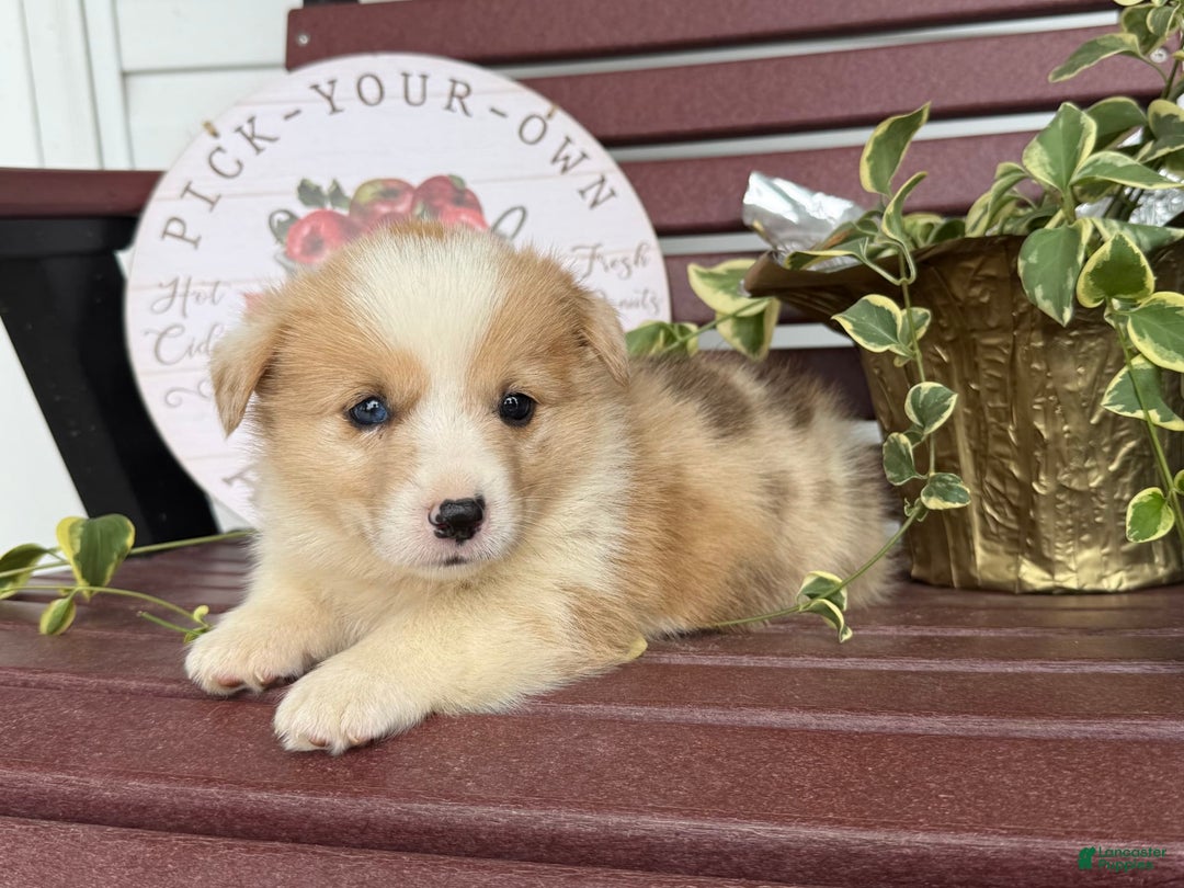 Welsh Corgi Pembroke dogs for sale: Fido - Image 1