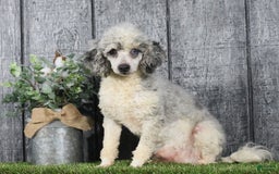 Mini Bernedoodle dogs for sale: Rambo - Image 46