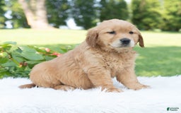 Golden Retriever dogs for sale: Grania - Image 1