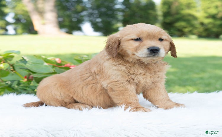 Golden Retriever dogs for sale - Ad 1