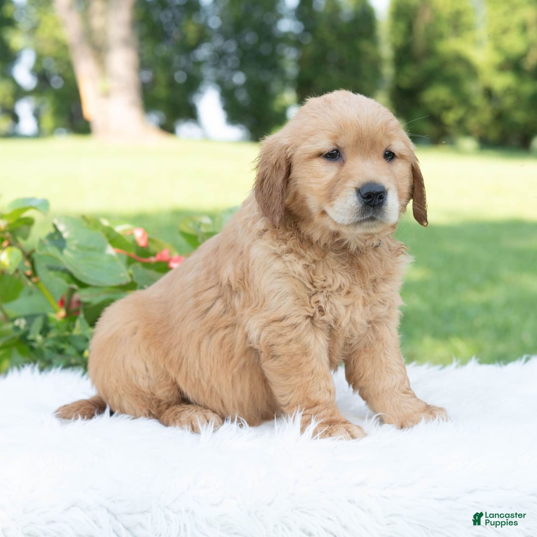 Golden Retriever dogs for sale: Grania - Image 1