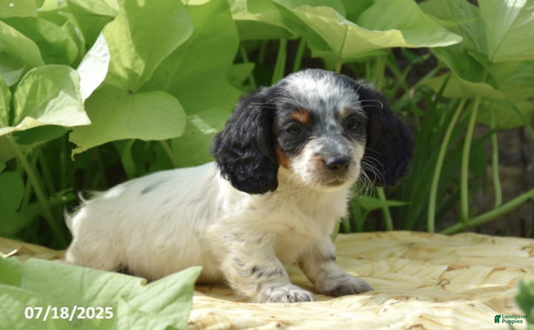 Miniature Dachshund dogs for sale - Ad 3