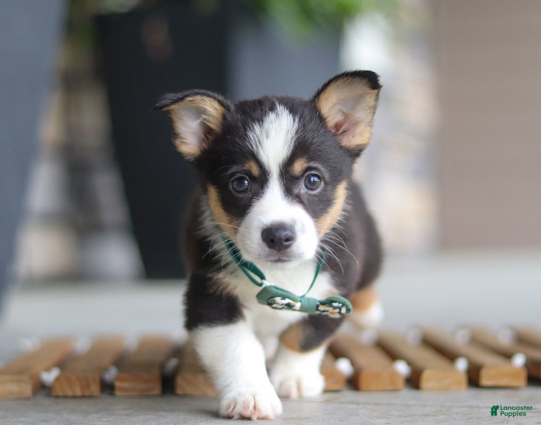 Welsh Corgi Pembroke dogs for sale: Archie - Image 1