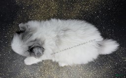 Pomeranian dogs for sale: Blue Eye - Blue Merle - Extreme Parti - Listing for pets: Blue Eye - Blue Merle - Extreme Parti - Image 3