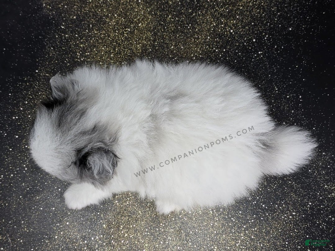 Pomeranian dogs for sale: Blue Eye - Blue Merle - Extreme Parti - Listing for pets: Blue Eye - Blue Merle - Extreme Parti - Image 3