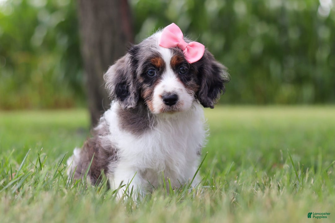 Cavapoo dogs for sale: Grace - Image 3