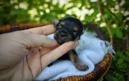 Morkie dogs for sale: "teacup" Cricket - Image 19