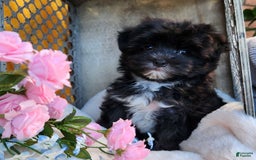 Morkie dogs for sale: Gracie - Image 7