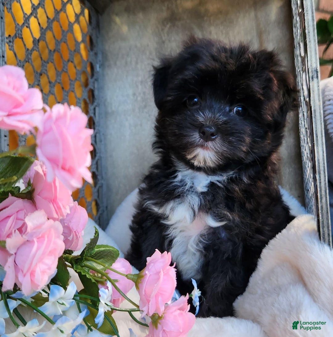 Morkie dogs for sale: Gracie - Image 7