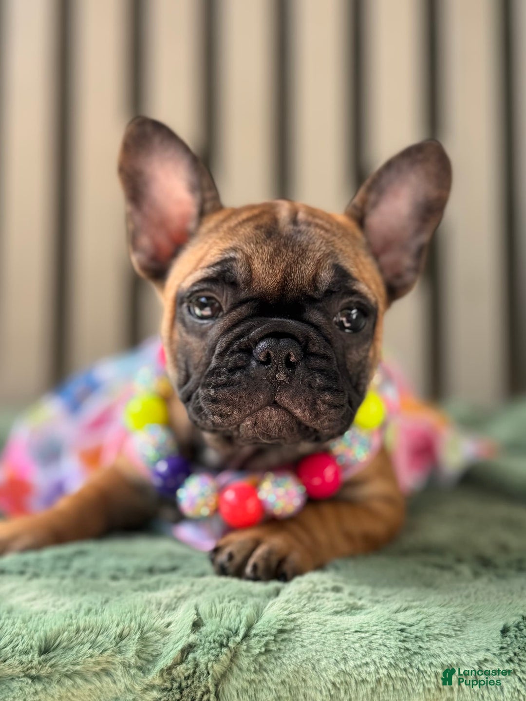 French Bulldog dogs for sale: French Bulldog 2 puppies - Image 4