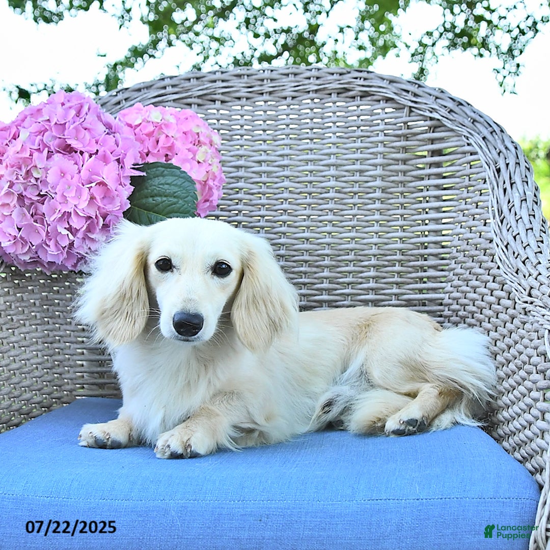 Miniature Dachshund dogs for sale: Milo - Image 7