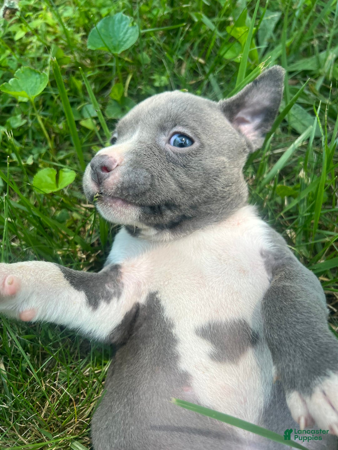 American Bully dogs for sale: Luna - Image 4