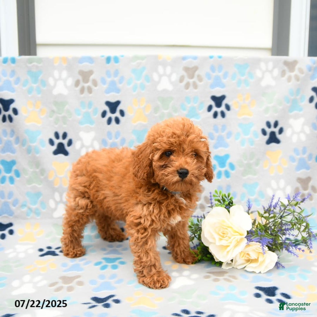 Cockapoo dogs for sale: Dusty - Image 2