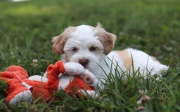 Shihpoo dogs for sale: Oliver - Image 10