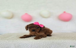 Cavapoo dogs for sale: Summer - Image 3