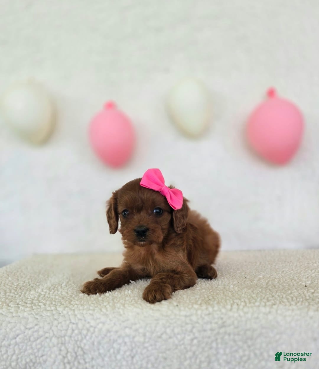 Cavapoo dogs for sale: Summer - Image 3