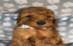 Mini Goldendoodle dogs for sale: Ravi - Image 3