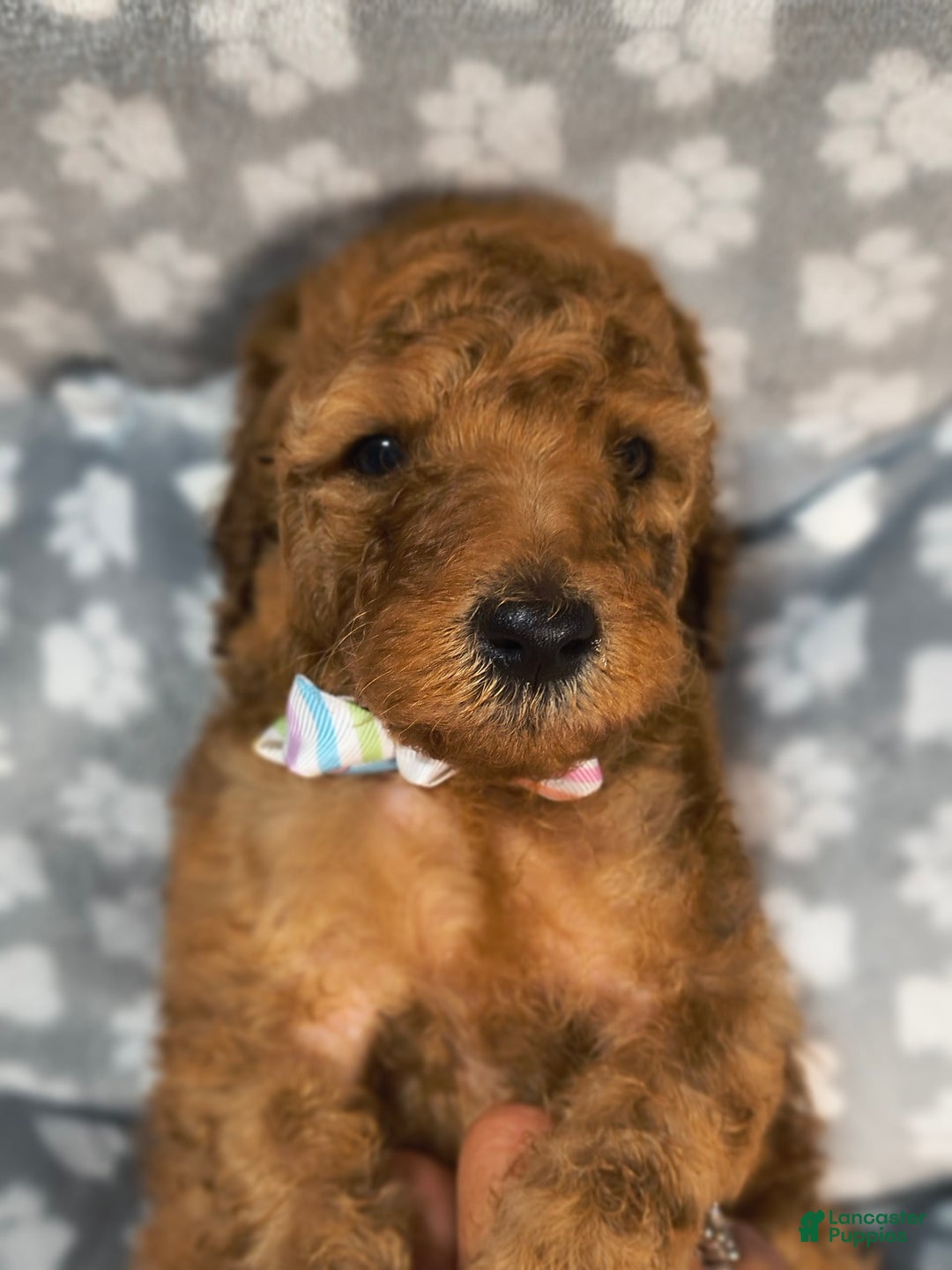 Mini Goldendoodle dogs for sale: Ravi - Image 3