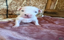 Dogo Argentino dogs for sale: M2 - Image 7