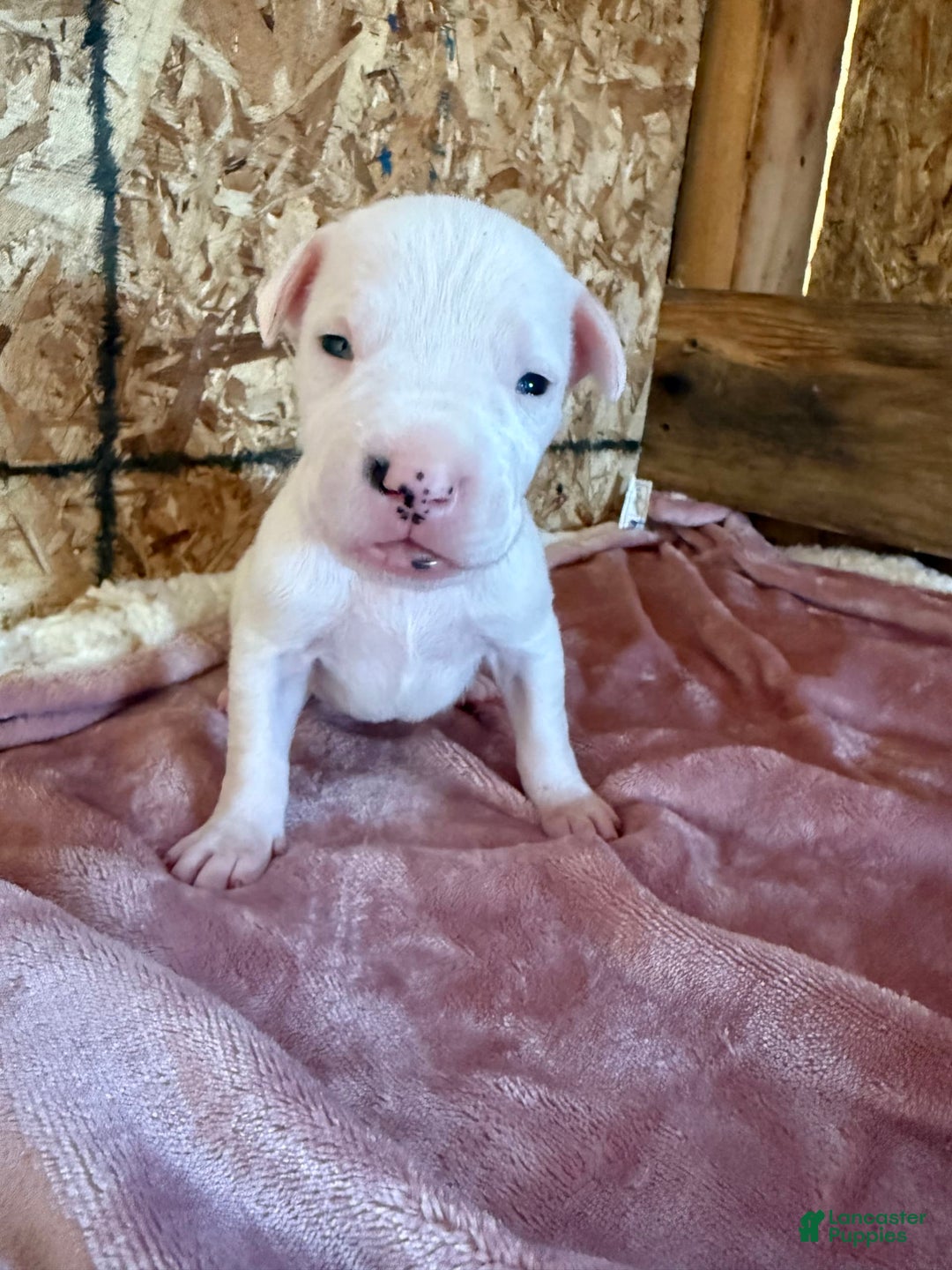 Dogo Argentino dogs for sale: M2 - Image 7