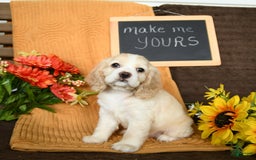 Cocker Spaniel dogs for sale: Pearl - Image 8