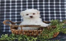 Havanese dogs for sale: Cayden - Image 1