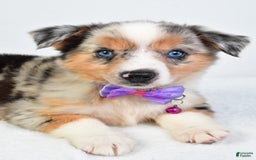 Miniature Australian Shepherd dogs for sale: Sky - Image 3