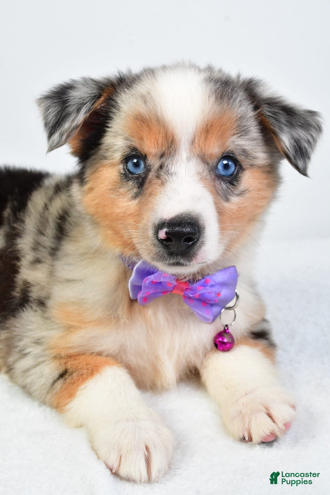 Miniature Australian Shepherd dogs for sale: Sky - Image 3
