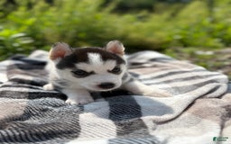 Siberian Husky dogs for sale: Blue - Image 2