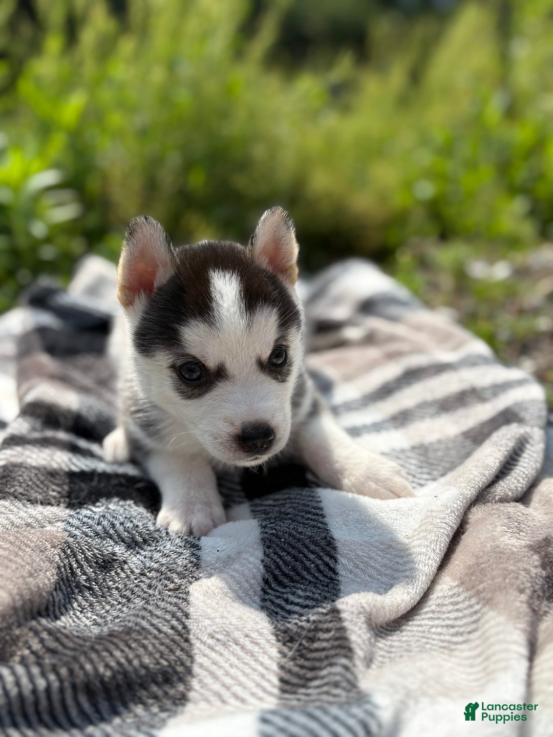 Siberian Husky dogs for sale: Blue - Image 2