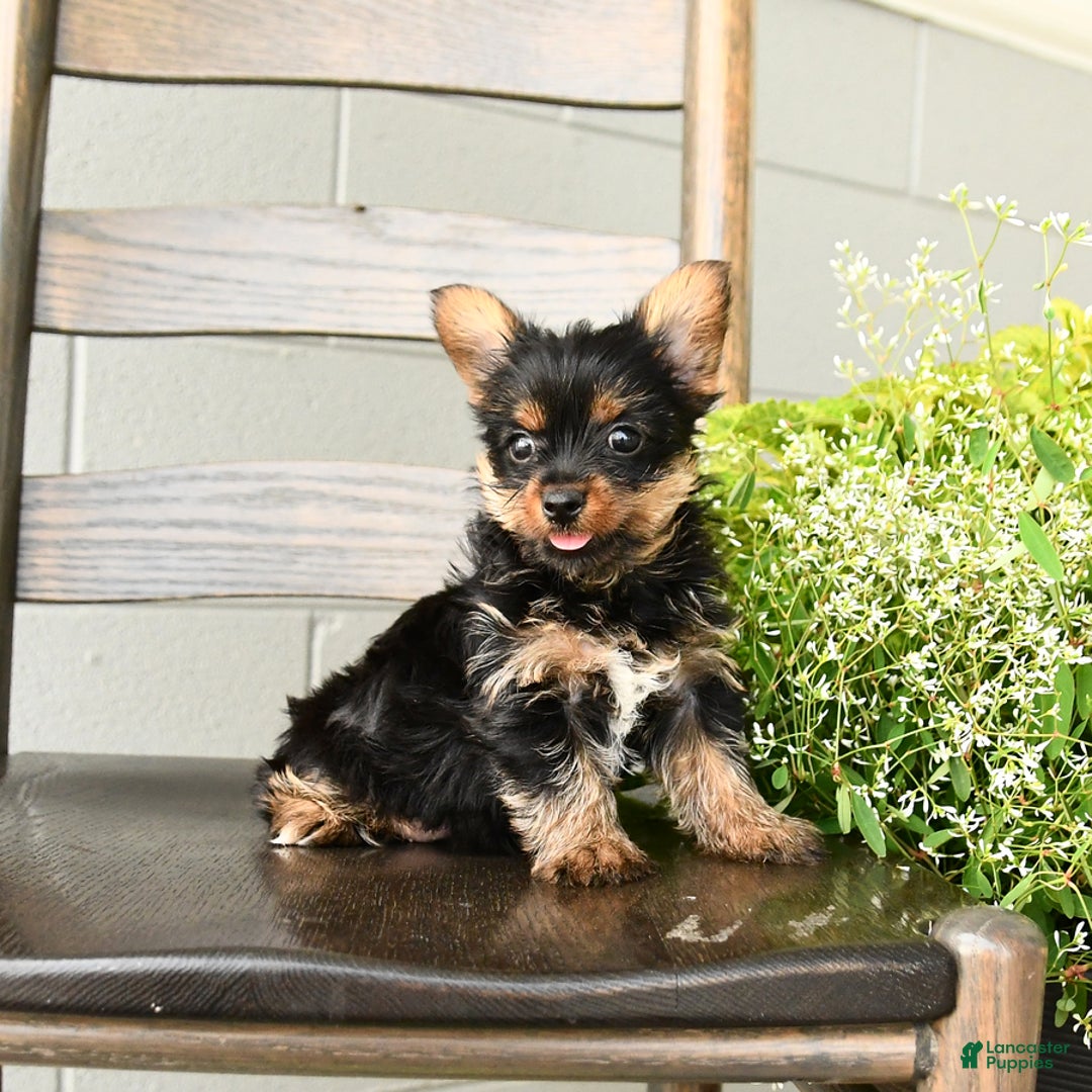Yorkshire Terrier dogs for sale: Yorkshire Terrier 5 puppies - Image 13
