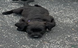 Cane Corso dogs for sale: Cookie - Image 2