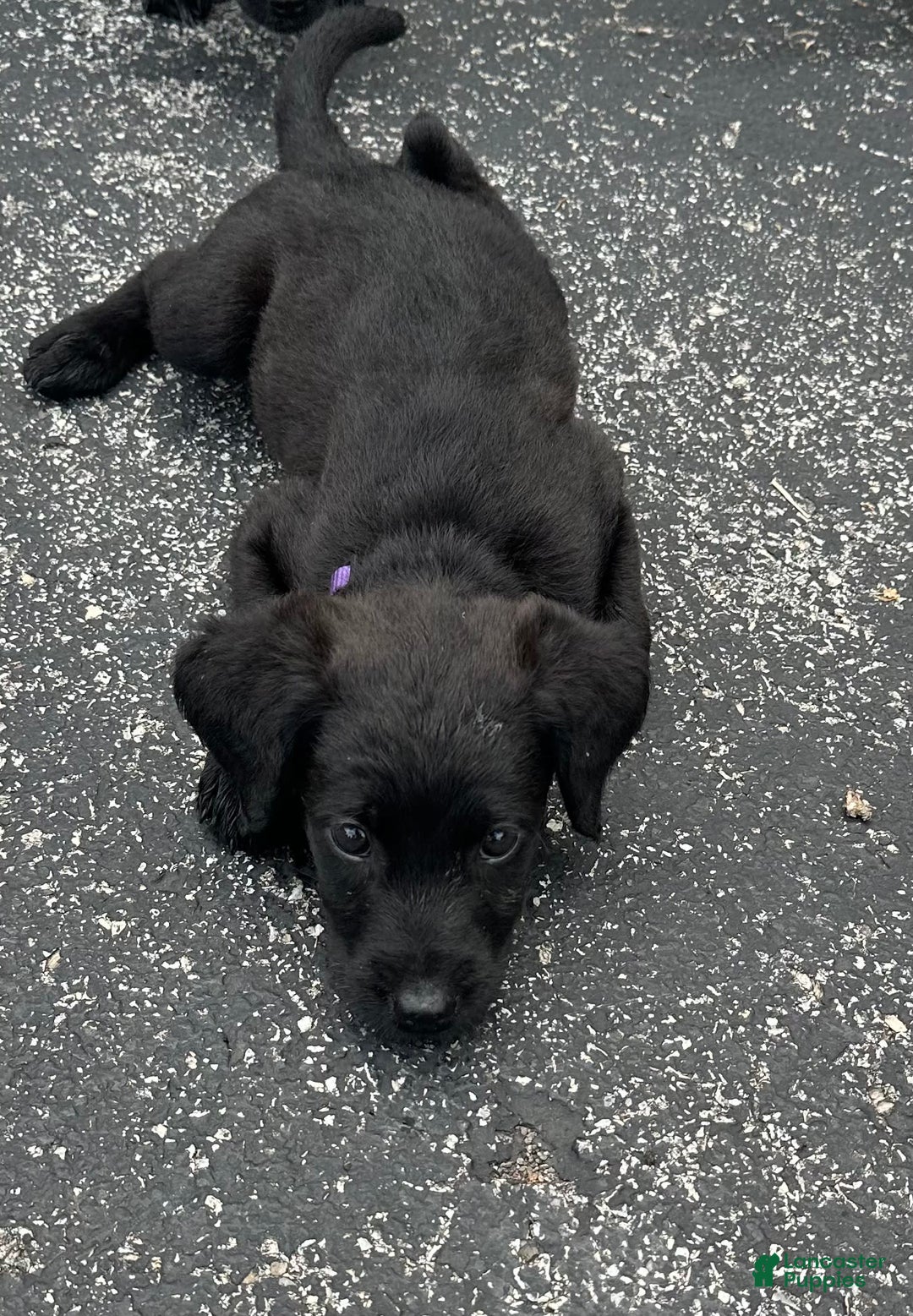 Cane Corso dogs for sale: Cookie - Image 2