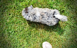 Havapoo dogs for sale: Elvis - Image 17