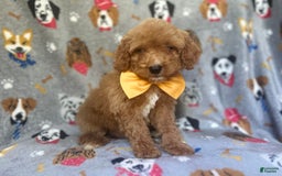 Cavapoo dogs for sale: Kade - Image 1