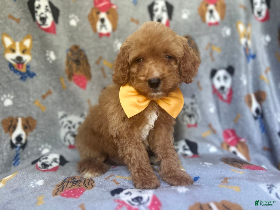 Cavapoo dogs for sale: Kade - Image 1