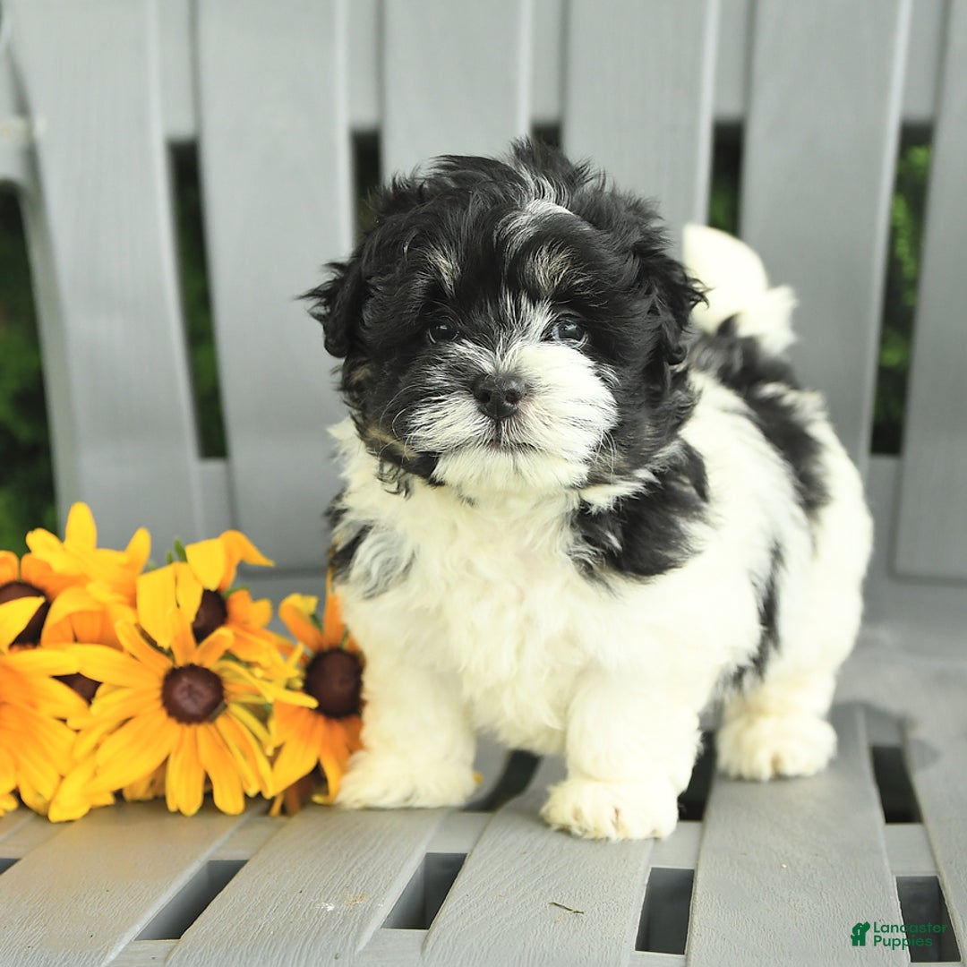Havanese dogs for sale: Star - Image 2