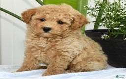 Bichpoo dogs for sale: Ivory - Image 1