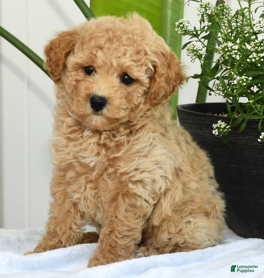 Bichpoo dogs for sale: Ivory - Image 1